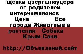 щенки цвергшнауцера от родителей интерчемпионов,   › Цена ­ 35 000 - Все города Животные и растения » Собаки   . Крым,Саки